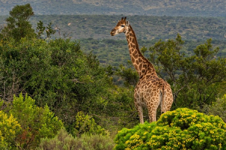 084 Port Elizabeth, Pumba Private Game Reserve, Zuid-Afrika.jpg